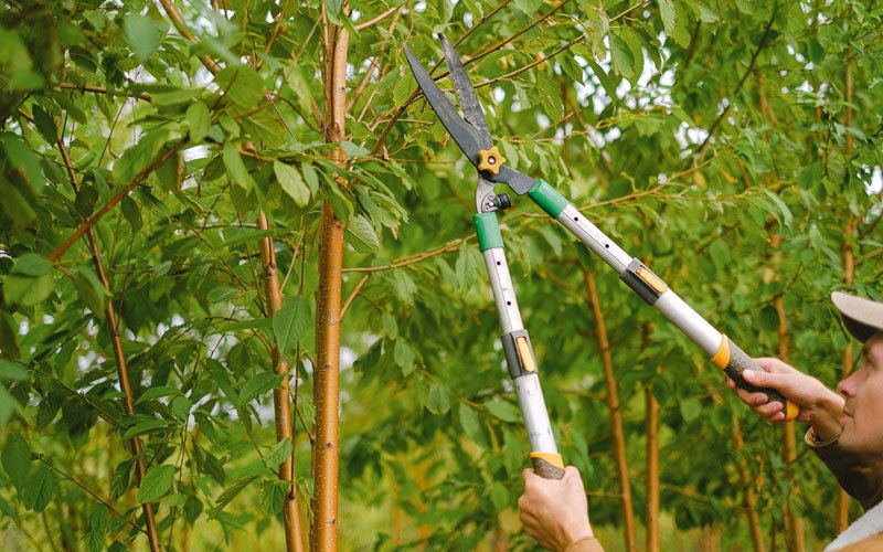 Tree trimming in West Henrietta, NY